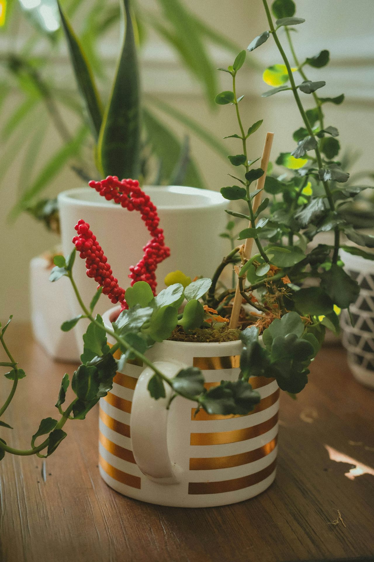 red and green plant on white and blue striped pot